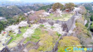 岡城跡 三の丸 桜の写真 Vol.3