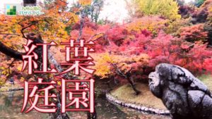 美しく色づいた見頃の紅葉庭園を散策！おすすめ絶景ドローン映像4K 用作公園